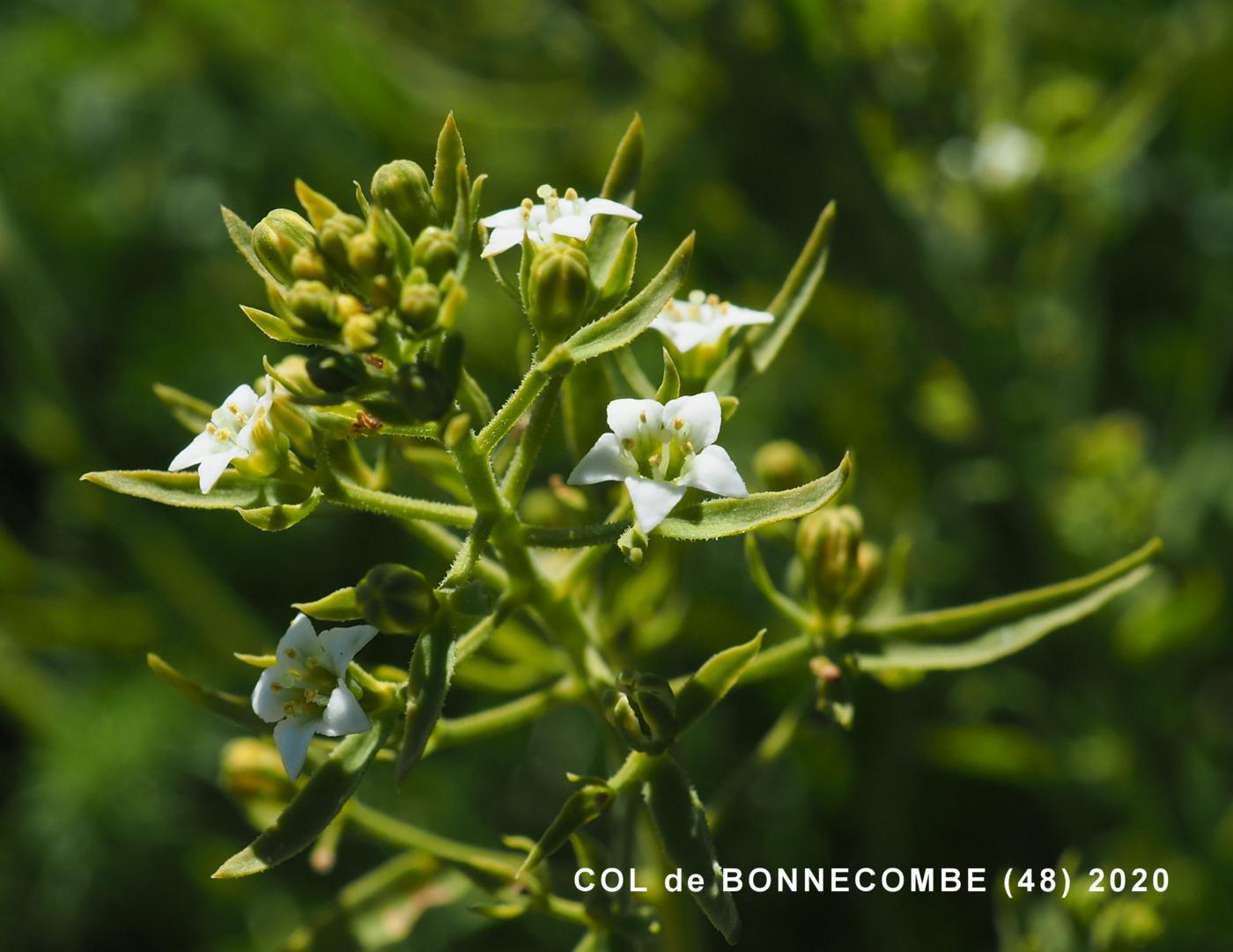 Bastard Toadflax, (Pyrannean) flower